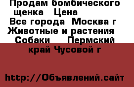 Продам бомбического щенка › Цена ­ 30 000 - Все города, Москва г. Животные и растения » Собаки   . Пермский край,Чусовой г.